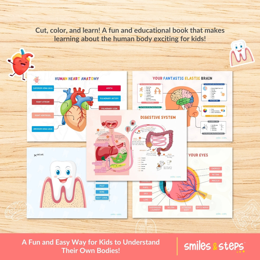 Interactive Human Anatomy Busy Book for Kids | Learn Body Parts, Organs & Systems Through Fun Play